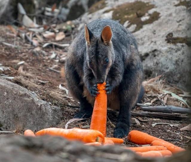 В Австралії з вертольотів скидають тисячі кілограмів овочів, щоб нагодувати тварин після пожеж