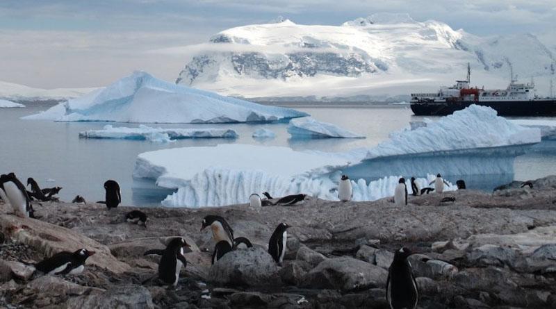 В Антарктиді з`явилися комарі