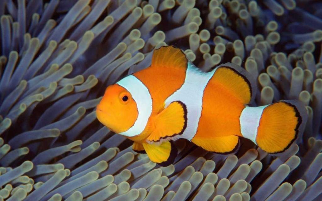 МОРСЬКІ МЕШКАНЦІ МІГРУЮТЬ