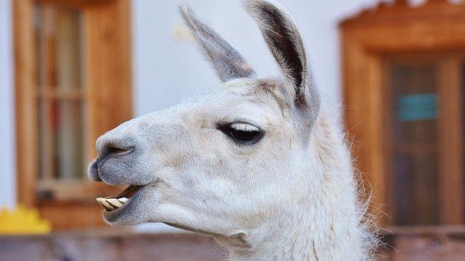 Лами можуть врятувати людство від COVID-19 - дослідження