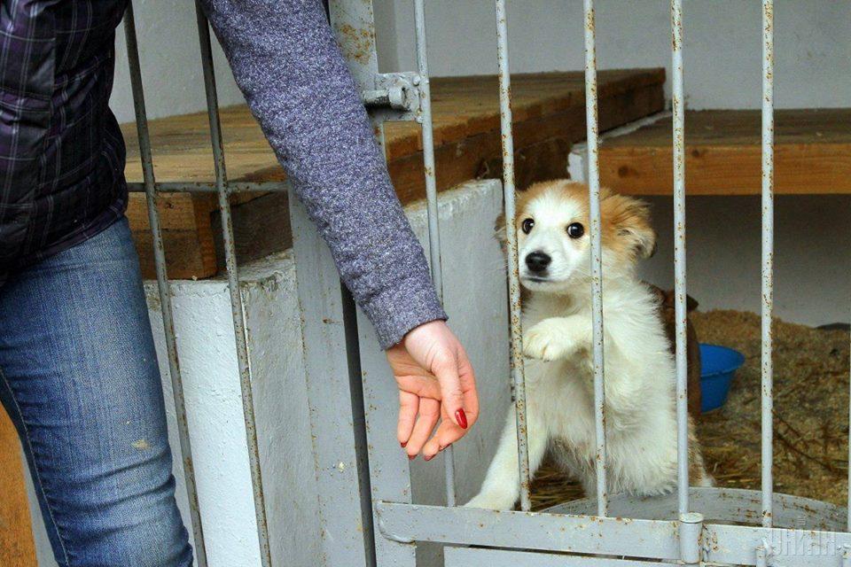 Інноваційні притулки для тварин