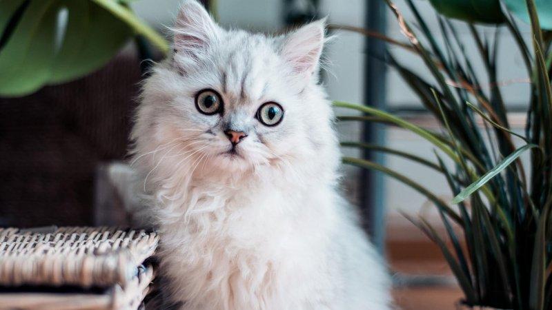 Пухнаста композиторка: кішка створює мелодії, які діють краще заспокійливого