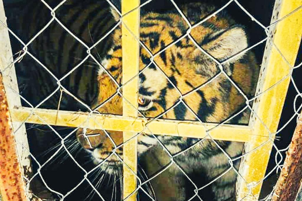 У Києві тримали під замком шість голодних тигрів: стала відома доля тварин