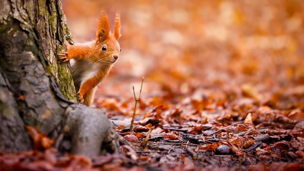 ПОГОДА В ЛИСТОПАДІ