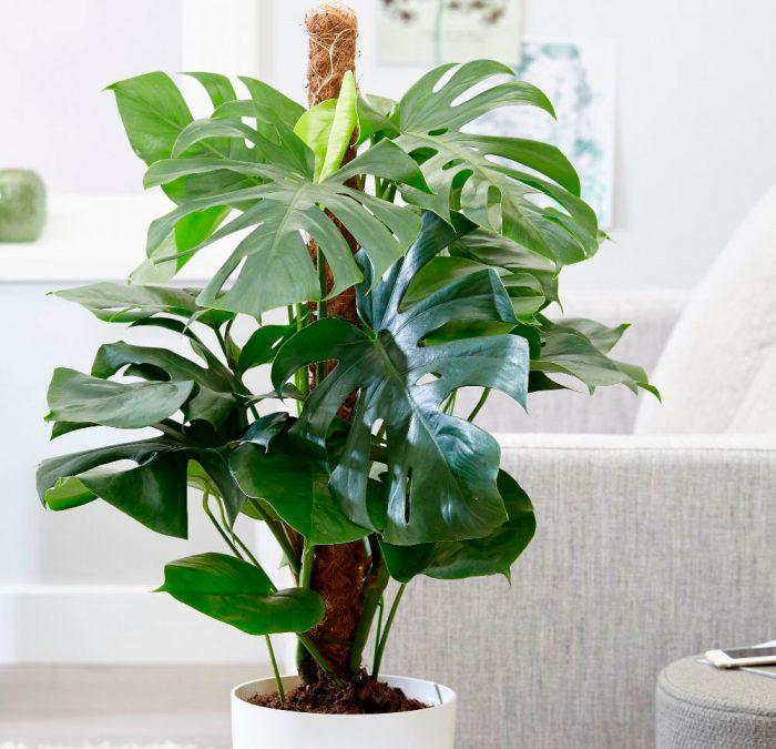 Вбивці вірусів: експерт розповіла, які рослини потрібно тримати вдома