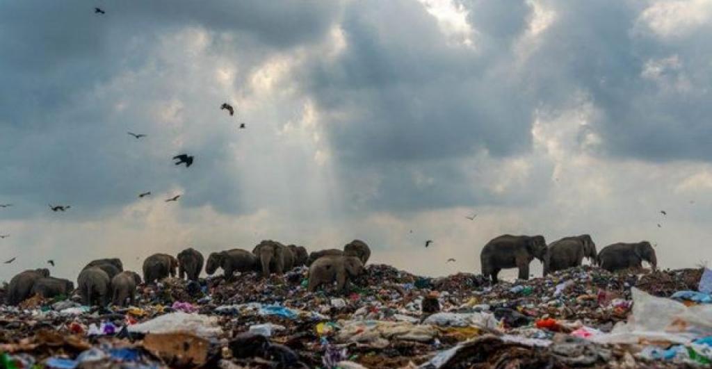 Слони на звалищі: моторошний знімок виграв конкурс Королівського біологічного товариства Британії