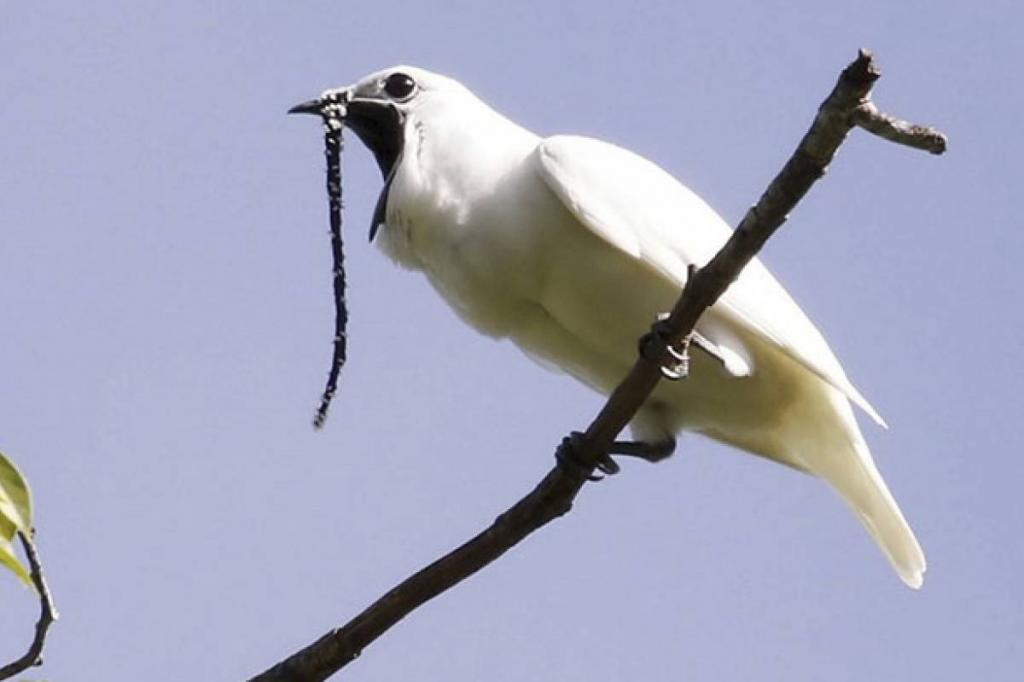 На півночі Амазонки знайшли найгучнішу пташку на Землі