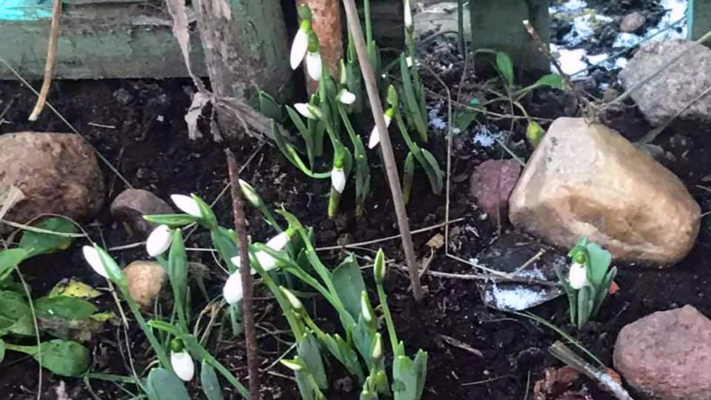 Аномальна зима в Україні: цвітуть проліски і фіалки - фото