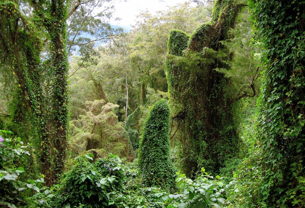 Учені знайшли місце на Землі з найбільшим різноманіттям рослин