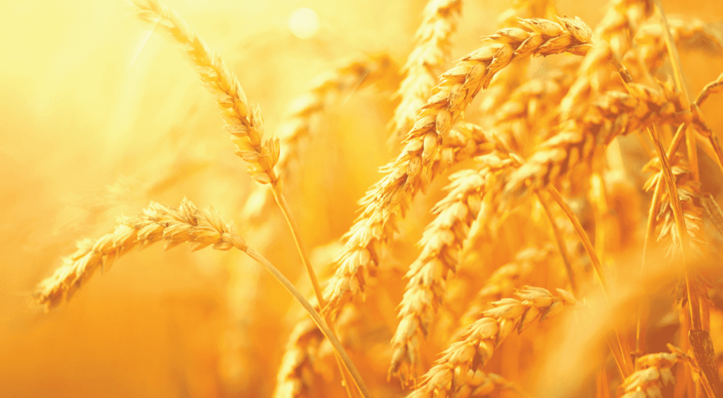 РЕКОРДНИЙ ВРОЖАЙ