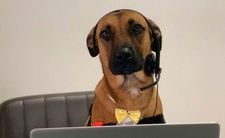 У Бразилії пес влаштувався на роботу продавцем-конконсультантом в автосалон