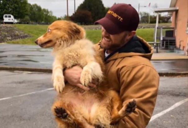 Собака-рятівник допомогла вижити сім'ї, а сама зникла - дивовижна історія Белли