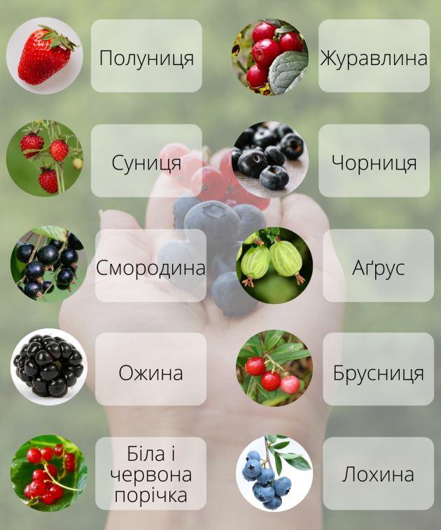 Не брусника і не клюква: правильні назви улюблених ягід українською!