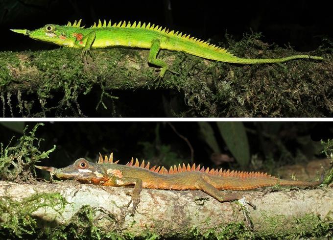 Науковці знайшли на Суматрі небачених носорогих драконів