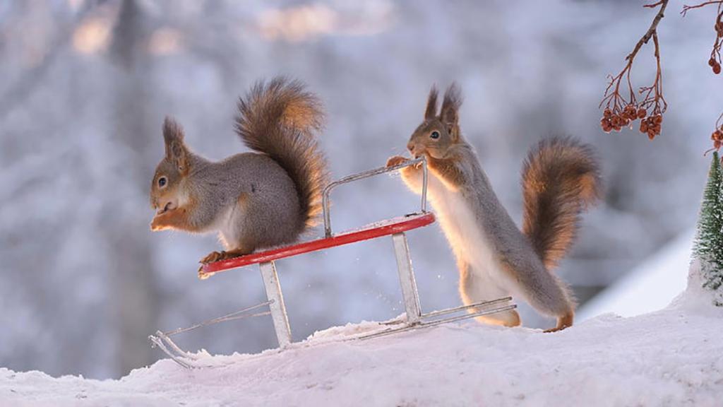 ПЕРШИЙ СНІГ